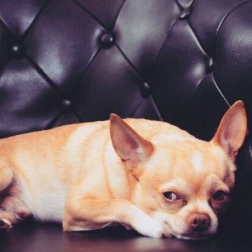 chiko-600×360